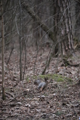 Sciurus vulgaris