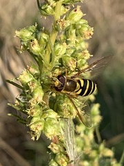 Syrphus opinator