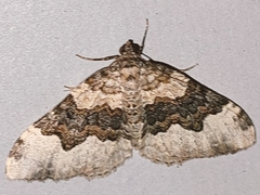 Epirrhoe galiata