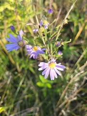 Symphyotrichum laeve