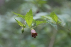 Atropa belladonna
