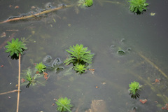Myriophyllum aquaticum