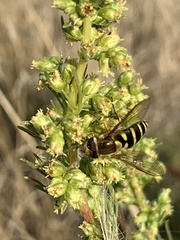 Syrphus opinator