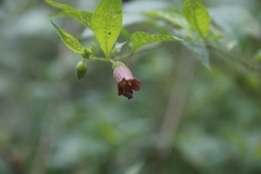 Atropa belladonna