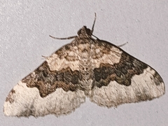 Epirrhoe galiata