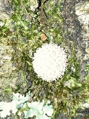 Lycoperdon curtisii