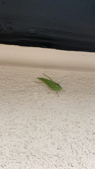 Microcentrum californicum