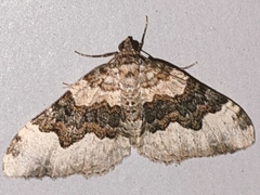 Epirrhoe galiata