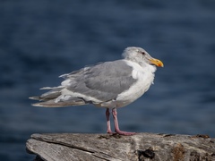 Larus glaucescens