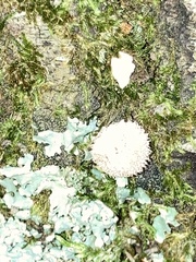 Lycoperdon curtisii