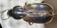 Agonum