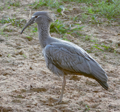 Theristicus caerulescens