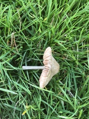 Entoloma conferendum