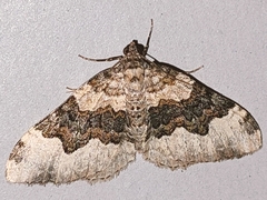 Epirrhoe galiata