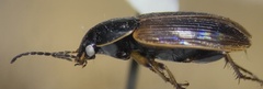 Agonum