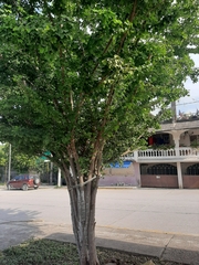 Pithecellobium dulce