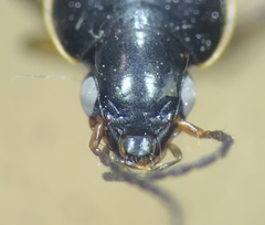 Agonum