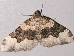 Epirrhoe galiata