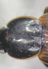 Agonum