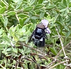 Copestylum violaceum
