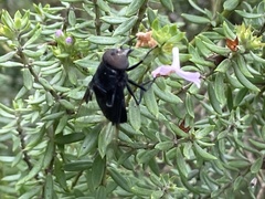 Copestylum violaceum