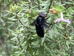 Copestylum violaceum