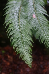 Polystichum aculeatum