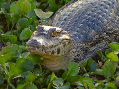 Caiman yacare