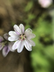 Geranium molle