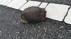 Terrapene carolina major