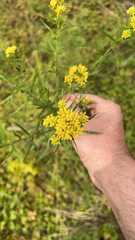 Euthamia graminifolia