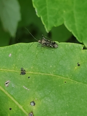 Miridae