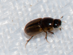 Labarrus cincticulus