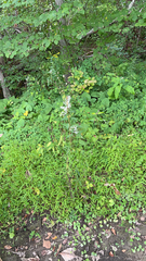 Anemone virginiana