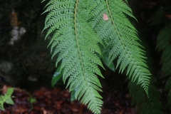 Polystichum aculeatum