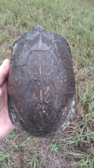 Terrapene carolina major