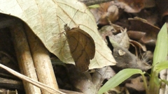 Hermeuptychia hermes