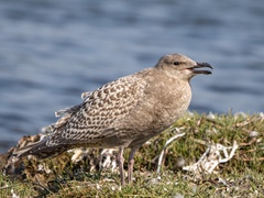 Larus glaucescens