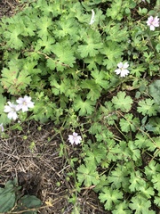 Geranium molle