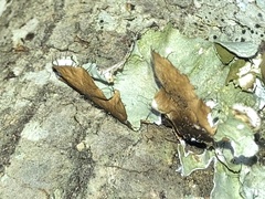 Parmotrema hypotropum