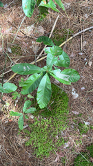Quercus imbricaria