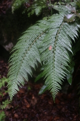 Polystichum aculeatum