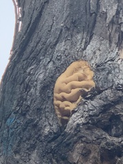 Climacodon septentrionalis