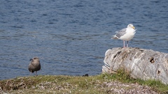 Larus glaucescens