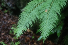 Polystichum aculeatum