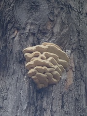 Climacodon septentrionalis