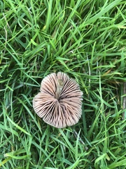 Entoloma conferendum