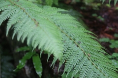 Polystichum aculeatum