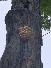 Climacodon septentrionalis