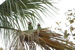Psittacara mitratus